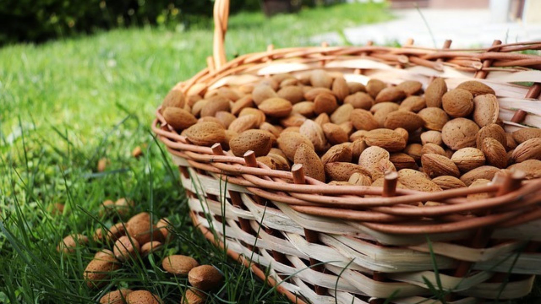 Home 42 Heavenly Delights: Discover the Magic of Kashmiri Almonds
