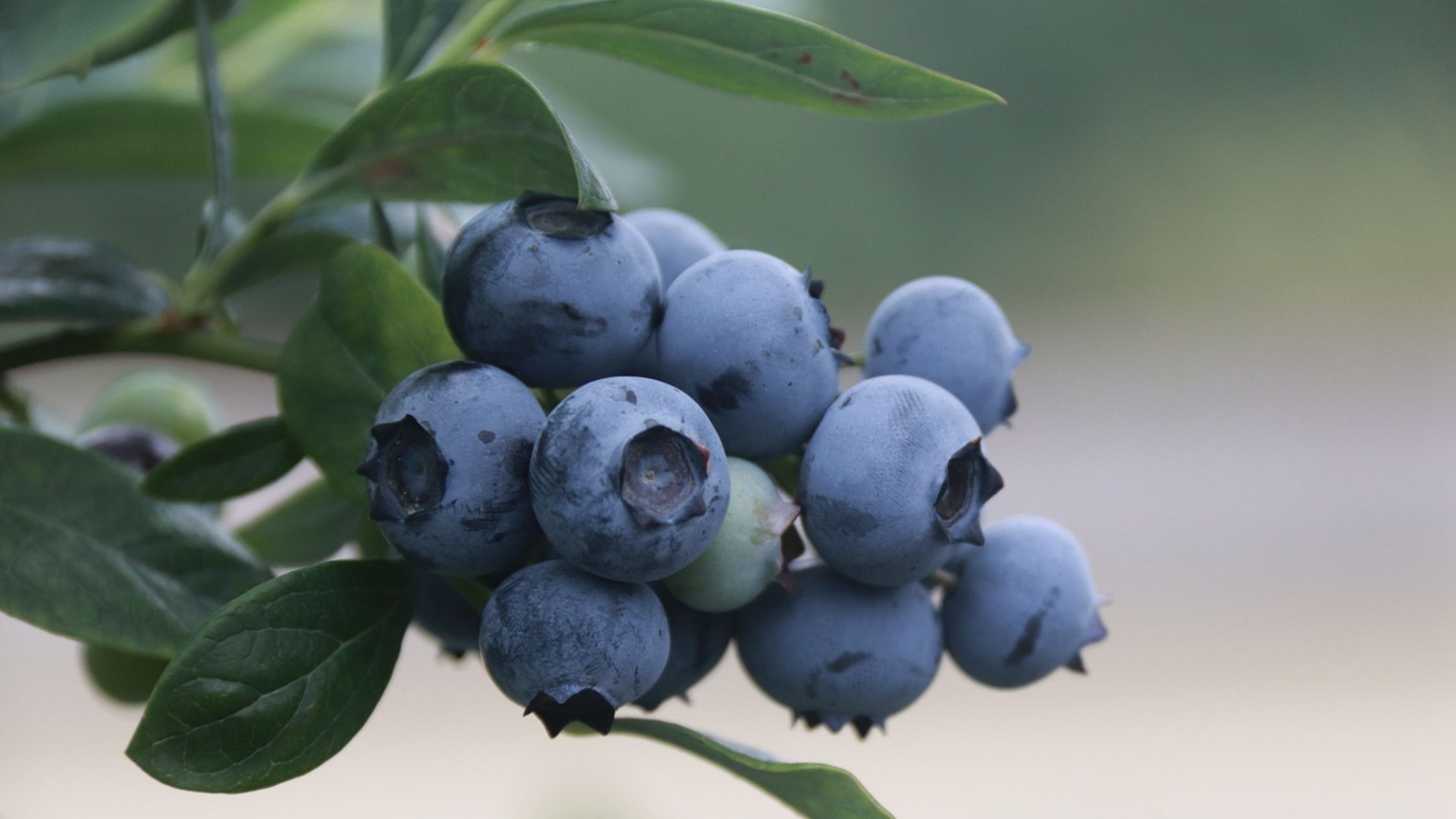 Home 41 Blueberries Beyond the Bush: The Delectable Dry Fruit You Need to Try